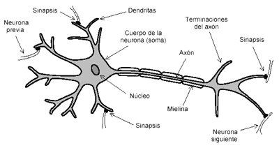 Esquema de una neurona
